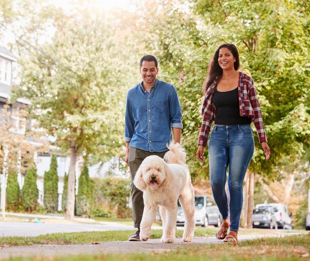 a couple walking their standard sized poodle in a suburb