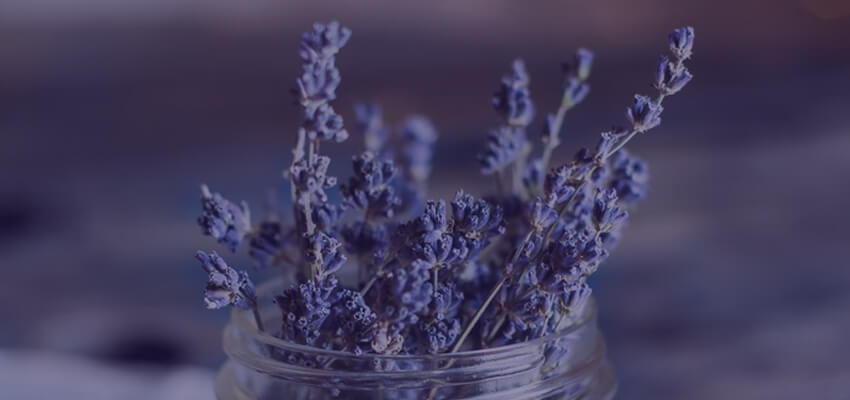 A bunch of lavender flowers in a mason jar