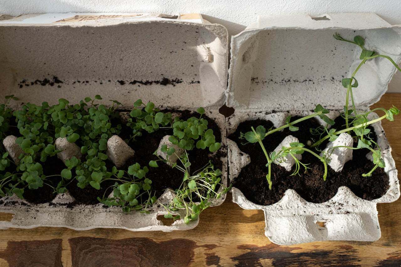 Growing-greens-at-home